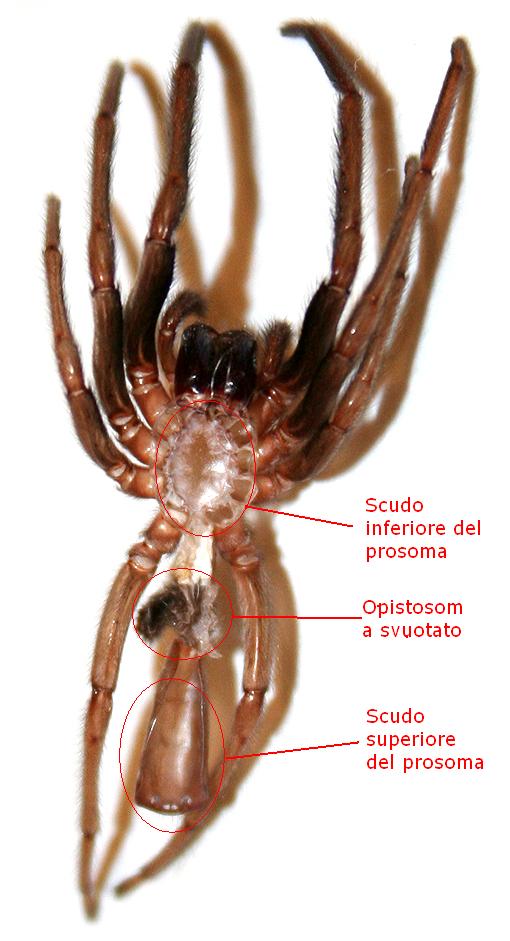 Exuvia di Segestria florentina